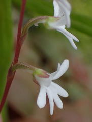 Holothrix parviflora