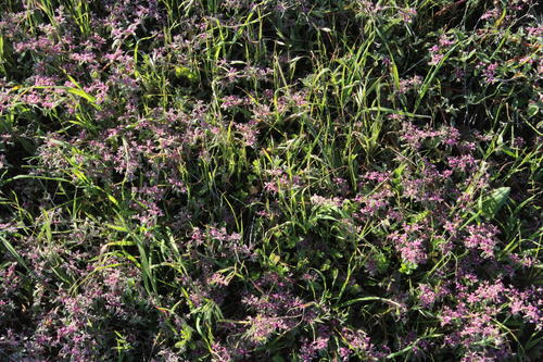 Aizoon paniculatum (Aizoon paniculatum)