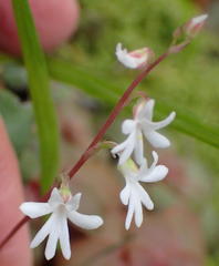 Holothrix parviflora