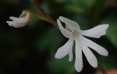 Holothrix parviflora