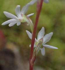 Holothrix parviflora