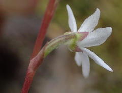 Holothrix parviflora