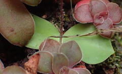 Holothrix parviflora