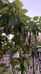 Catalpa