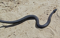 Vipera nikolskii