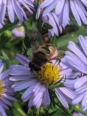 Eristalis tenax