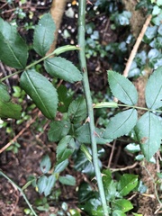 Rosa arvensis