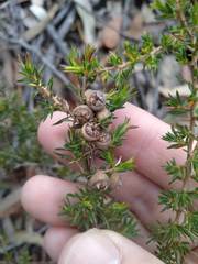 Leptospermum arachnoides