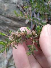 Leptospermum arachnoides