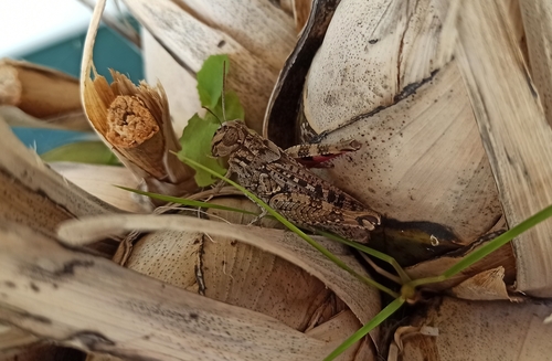 Barbary Grasshopper, Santa Maria, 2510 Óbidos, Portugal, photo 8 of 10
