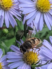 Eristalis tenax