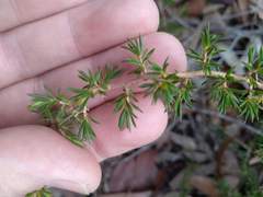 Leptospermum arachnoides