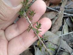 Leptospermum arachnoides