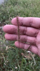 Setaria viridis