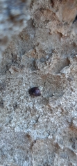 Melarhaphe neritoides