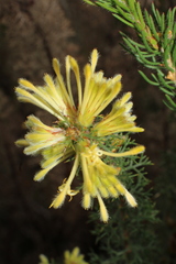 Petrophile serruriae