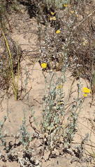 Helichrysum versicolor
