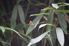 Abisara