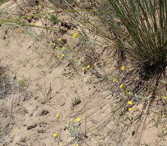 Helichrysum versicolor