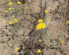 Helichrysum versicolor