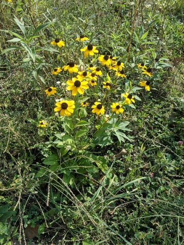 Pupavice (Rudbeckia)