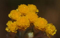 Helichrysum versicolor