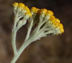 Helichrysum versicolor