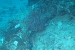 Ellisella ceratophyta