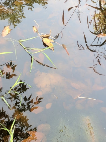 vážkovité (Libellulidae)
