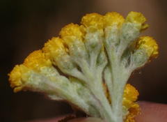 Helichrysum versicolor