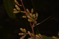 Eucalyptus bancroftii