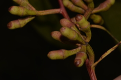 Eucalyptus bancroftii