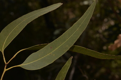 Eucalyptus bancroftii