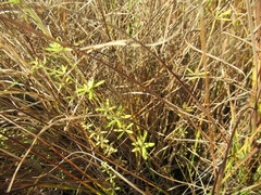 Galium uliginosum
