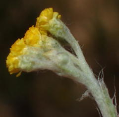 Helichrysum versicolor