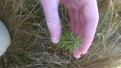 Persoonia juniperina