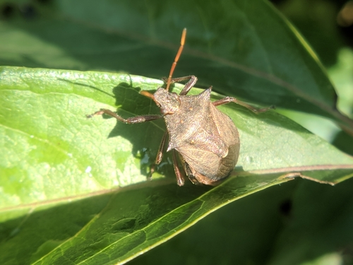 bzdocha húseničiarka (Picromerus bidens)
