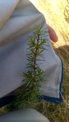 Persoonia juniperina