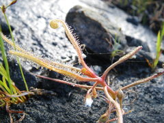 Drosera serpens