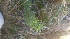 Persoonia juniperina