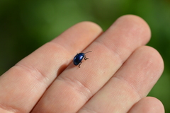 Chrysolina coerulans
