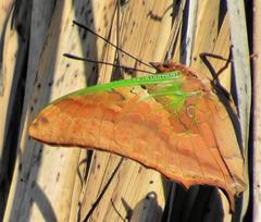 Charaxes candiope