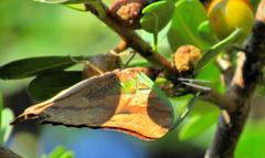 Charaxes candiope