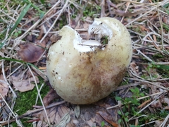 Russula violeipes