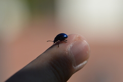 Chrysolina coerulans