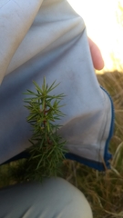 Persoonia juniperina