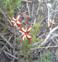 Jamesbrittenia albomarginata