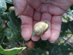Cepaea hortensis