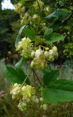 Clematis hirsuta junodii
