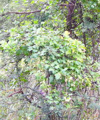 Clematis hirsuta junodii